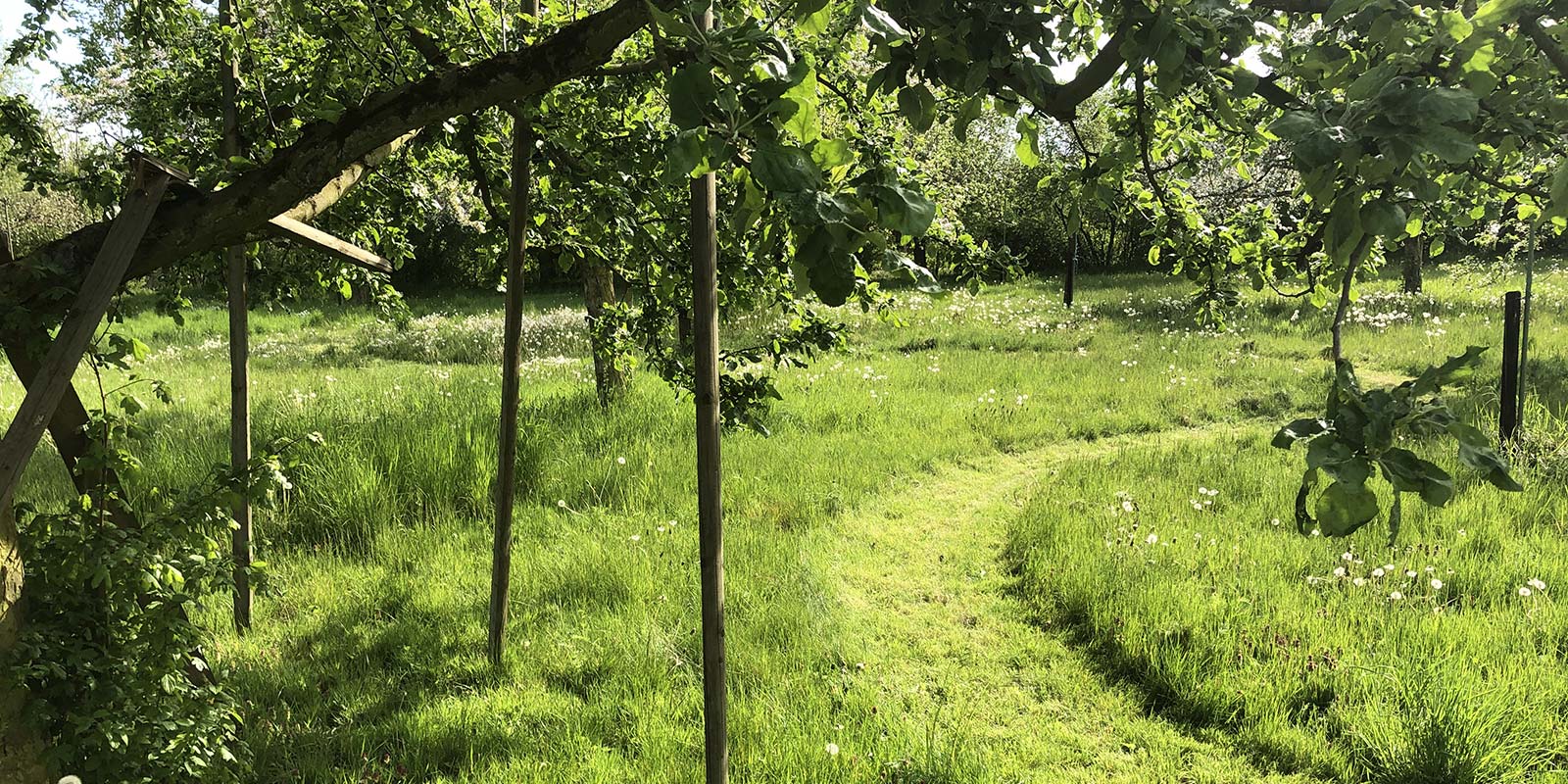 das Foto zeigt einen gemähten Weg auf dem mittleren Stück des Allmendfeld Grundstücks