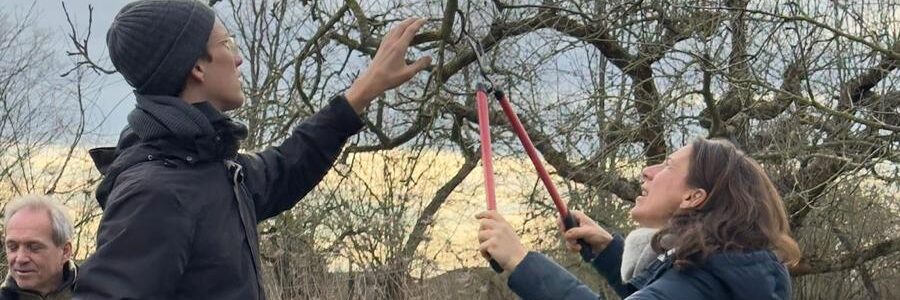 Baumschnittkurs Anfänger